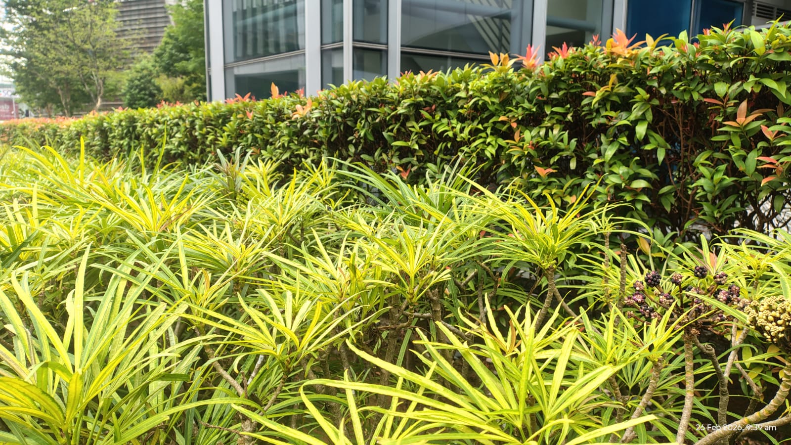 large scale landscape architectural project with stone paths and diverse ornamental plants